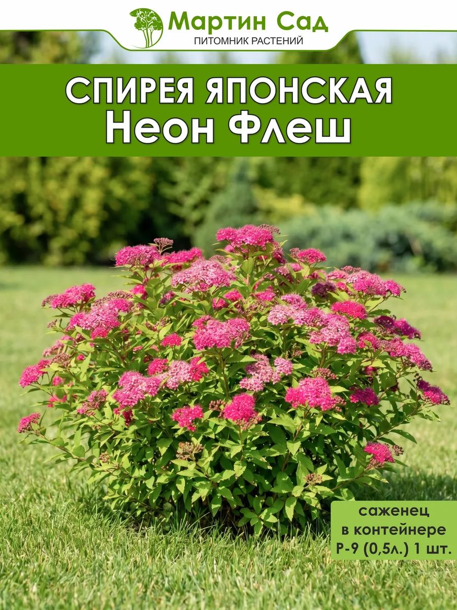 Спирея японская Неон Флеш Р-9