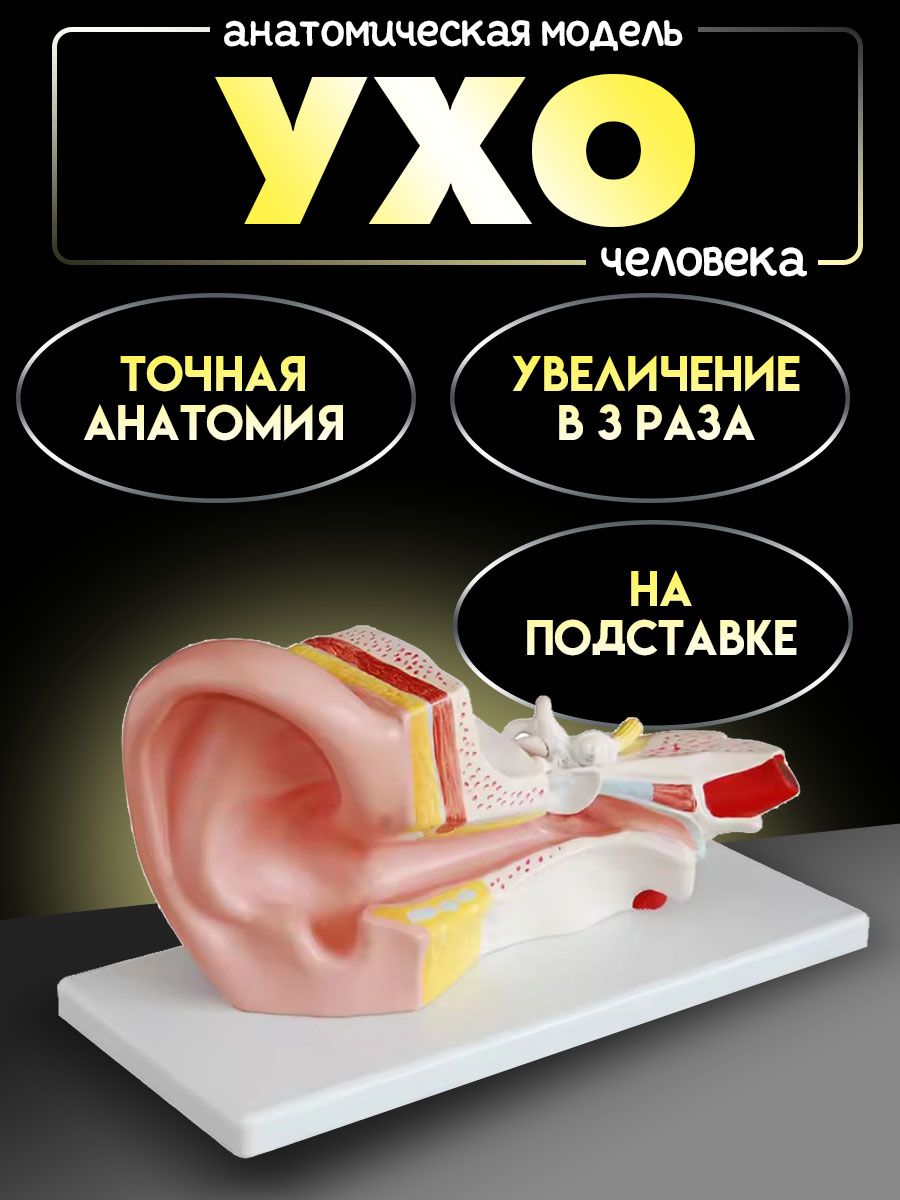 Анатомическая модель уха человека увеличенное в 3 раза, ухо 3д модель на подставке