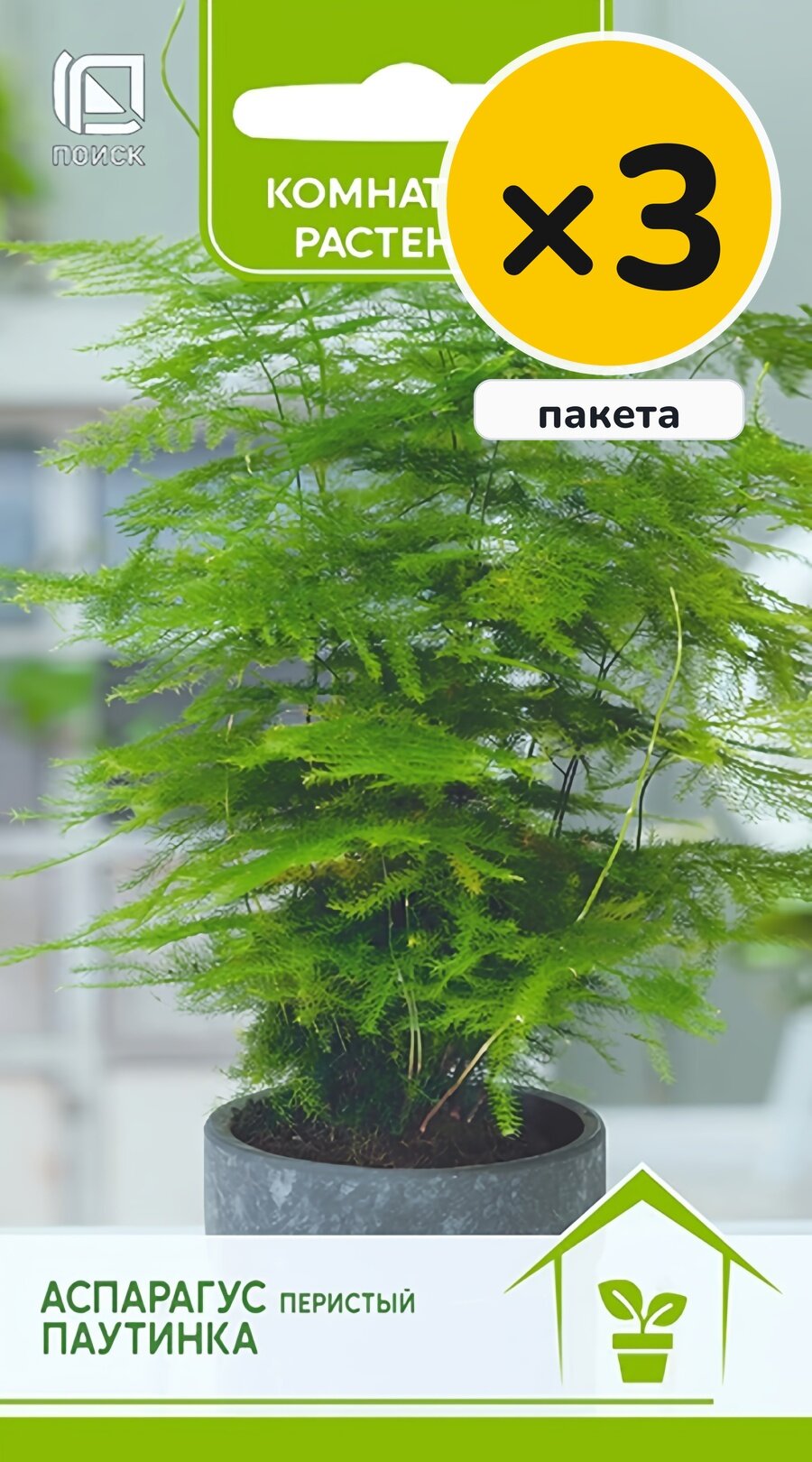Семена аспарагуса перистого (Спаржа) Паутинка, 5 шт, 3 пакета, Поиск, многолетник, посев на рассаду в феврале–марте