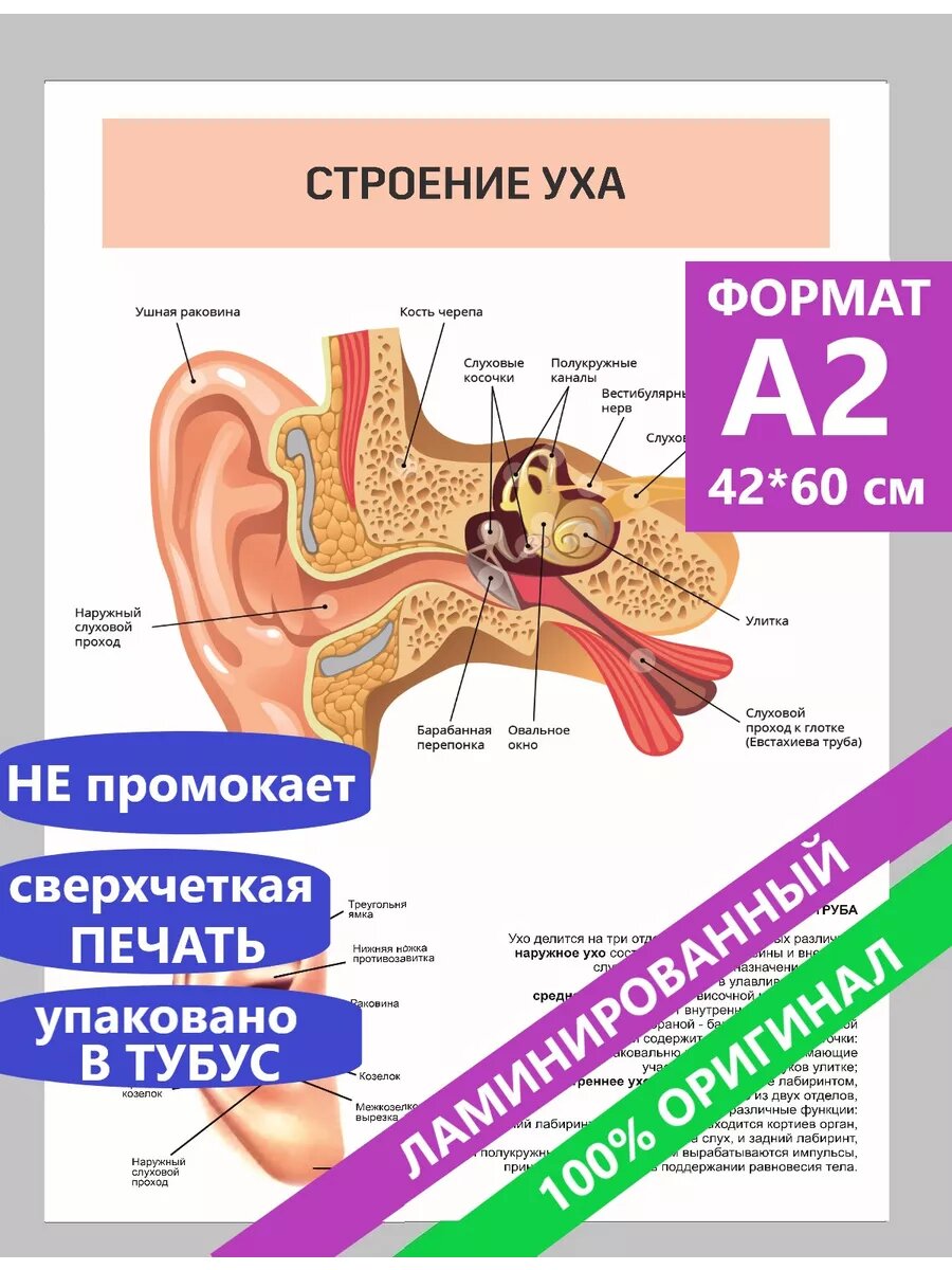 Постеры А2 по анатомии Строение уха