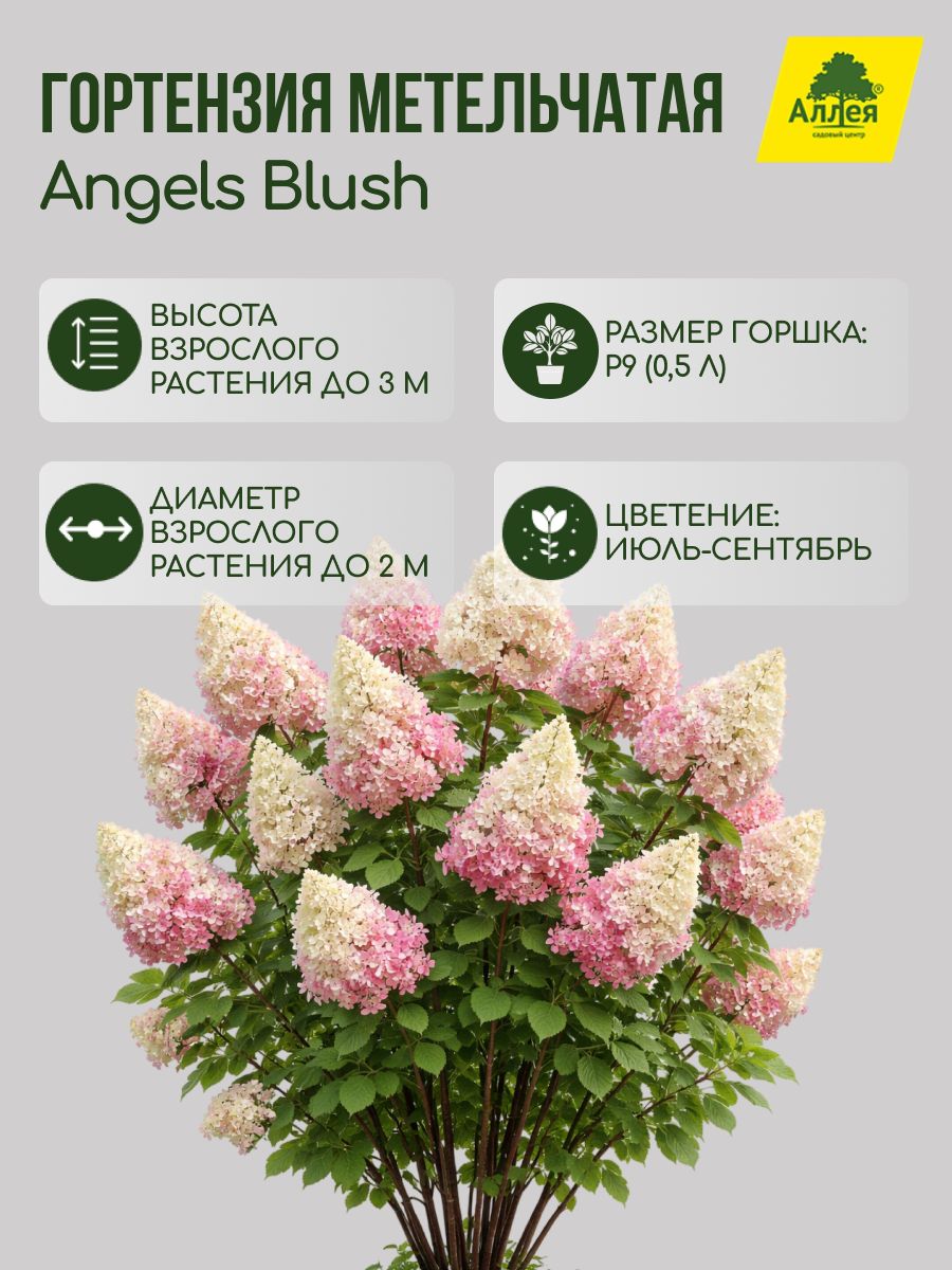 Гортензия метельчатая Angels Blush P9
