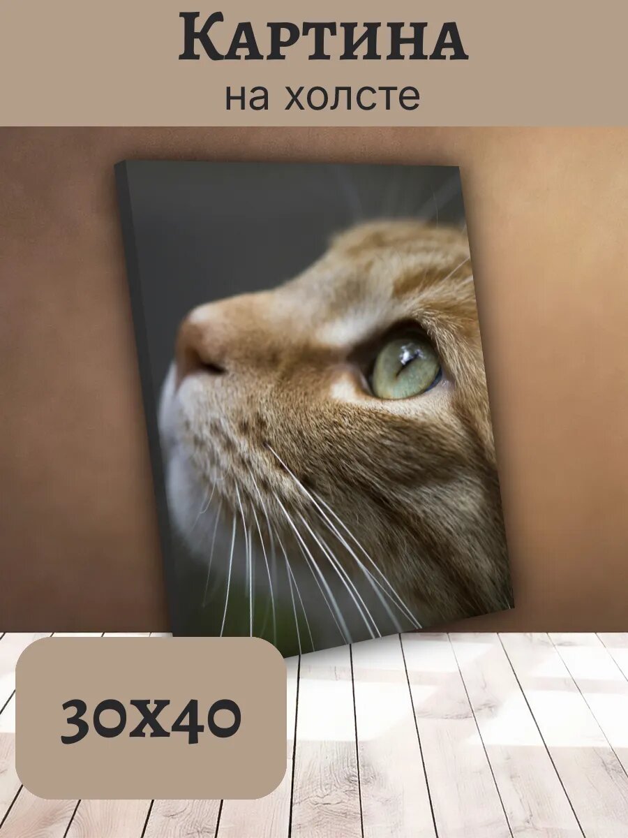 Картина Постер Кот Кошка Cat 30x40 рыжий с зеленым глазом