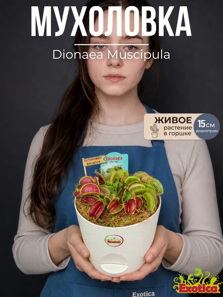Венерина Мухоловка (Dionaea Muscipula) D15см, пересаженное насекомоядное растение