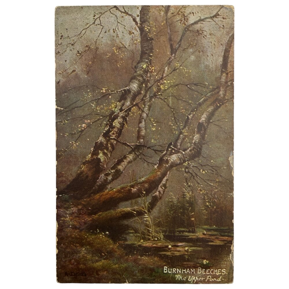 Почтовая открытка "Бернемские буки" 1905-1915 гг. Raphael Tuck & Sons. Великобритания