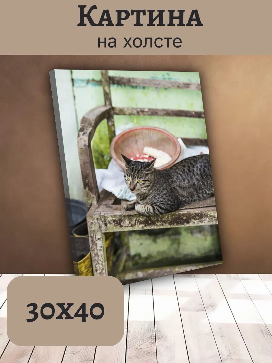 Картина Постер Кот Кошка Cat 30x40 серый Полосатый Табби