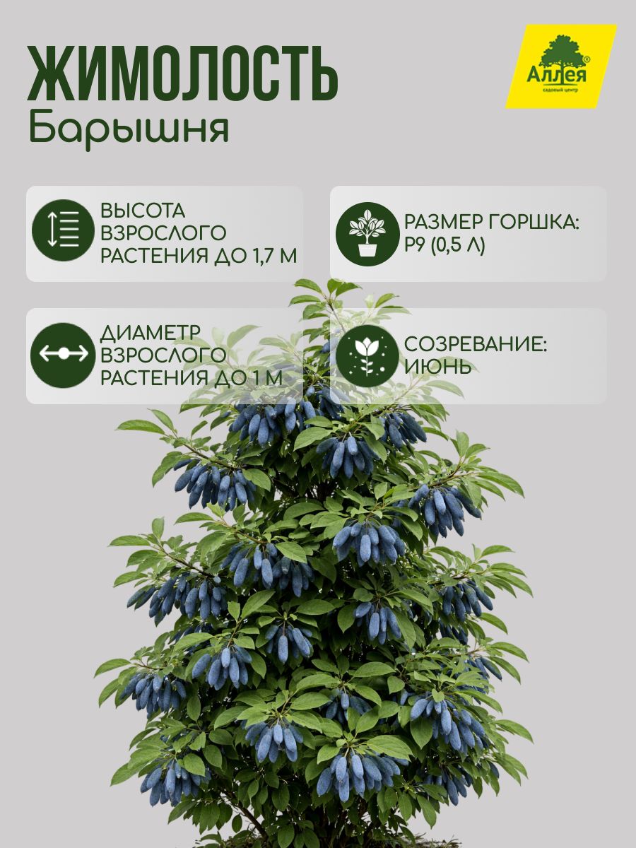 Жимолость Baryshnya P9