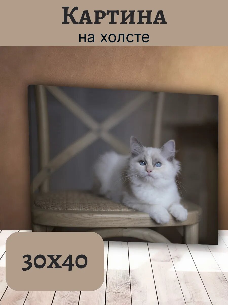 Картина Кот Кошка Cat 30x40 пушистая бирманская на стуле