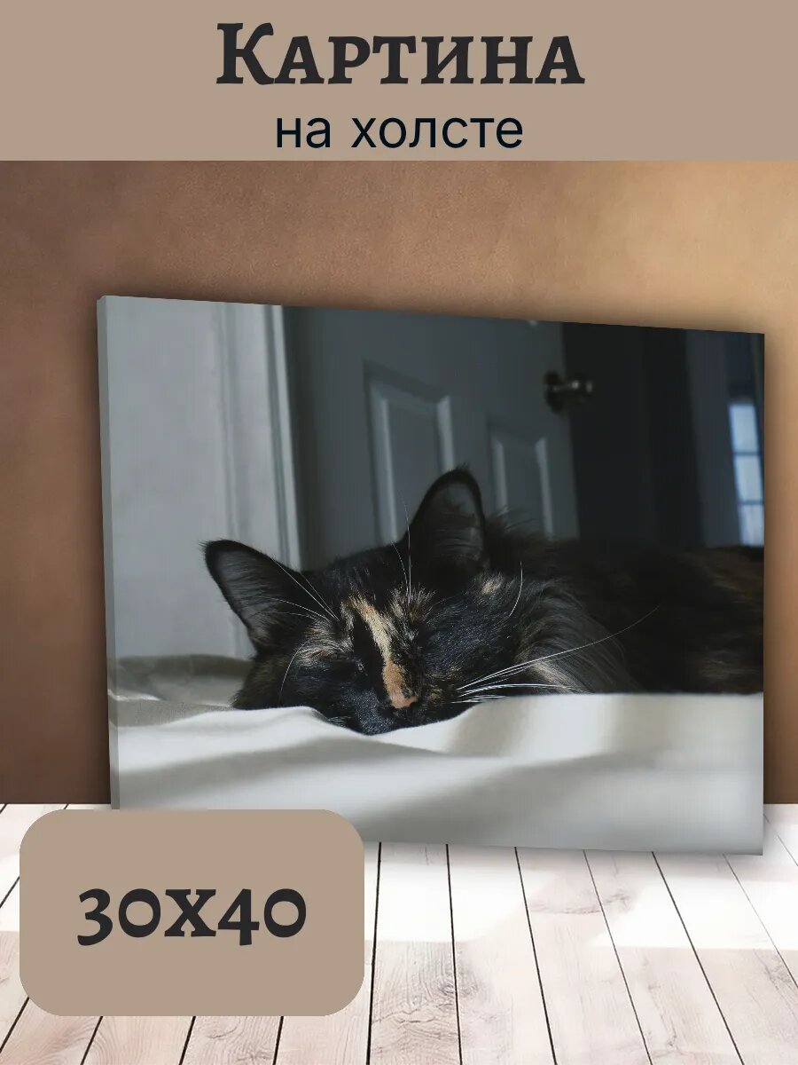 Картина Постер Кот Кошка Cat 30x40 спящая Тигровая