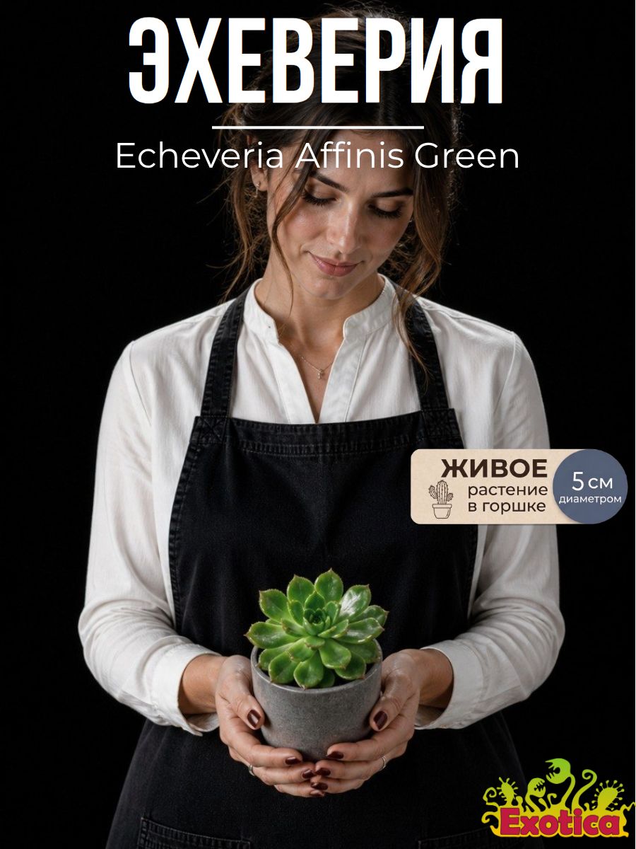 Эхеверия Аффинис Грин (Echeveria Affinis Green) D5см, домашнее растение