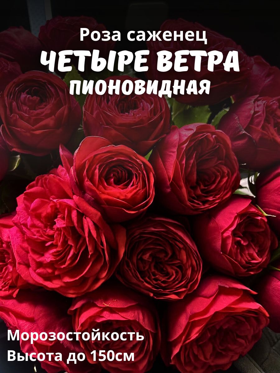 Роза пионовидная Четыре Ветра