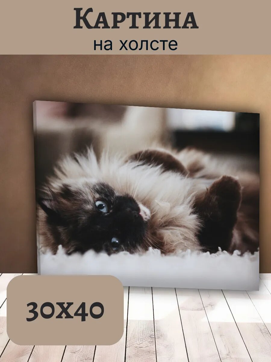 Картина Кот Кошка Cat 30x40 сиамский котенок голубоглазый