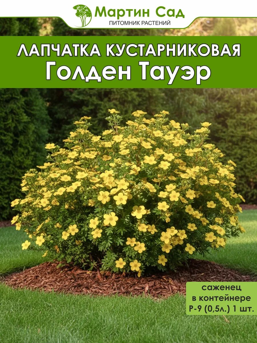 Лапчатка кустарниковая Голден Тауэр Р-9