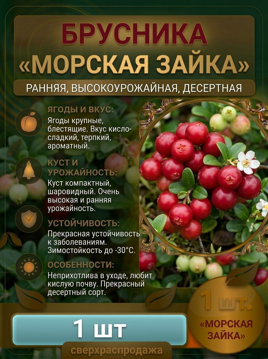 Брусника Морская Зайка ранняя морозоустойчивая