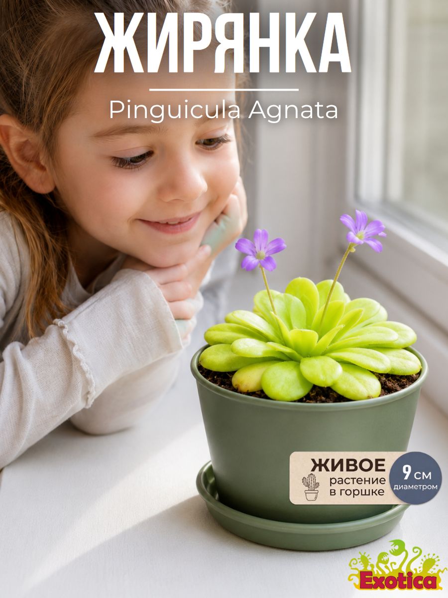 Жирянка Агната (Pinguicula Agnata) D9см, плотоядное растение