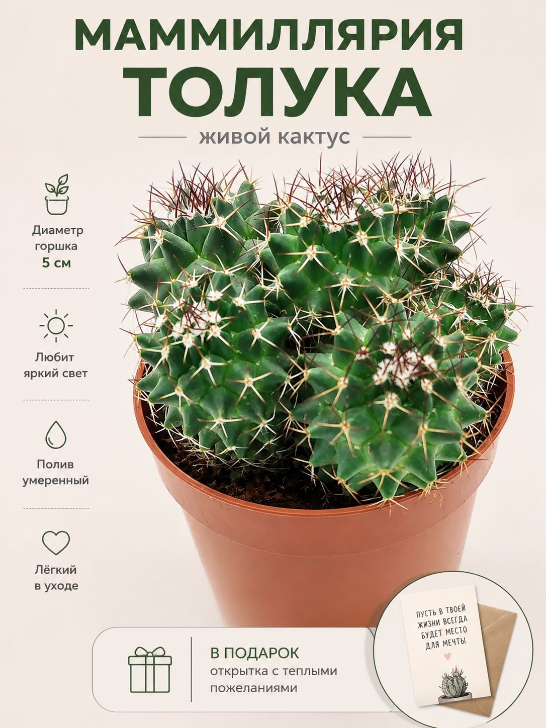 Маммиллярия Толука (Mammillaria Toluca), кактус живой, D-5 и удобрение