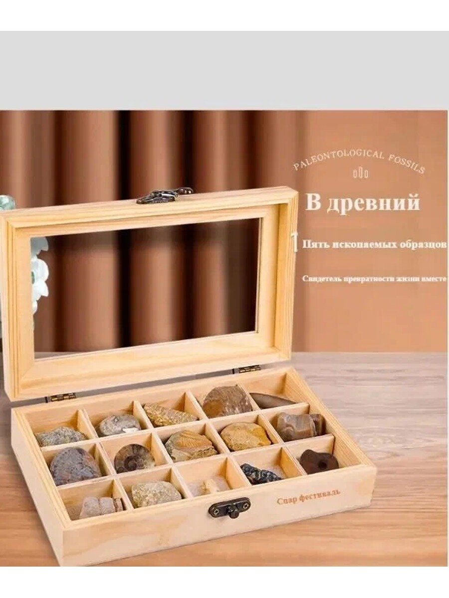 Набор из 15 натуральных окаменелостей Древние животные и растения, учебное пособие по палеонтологии