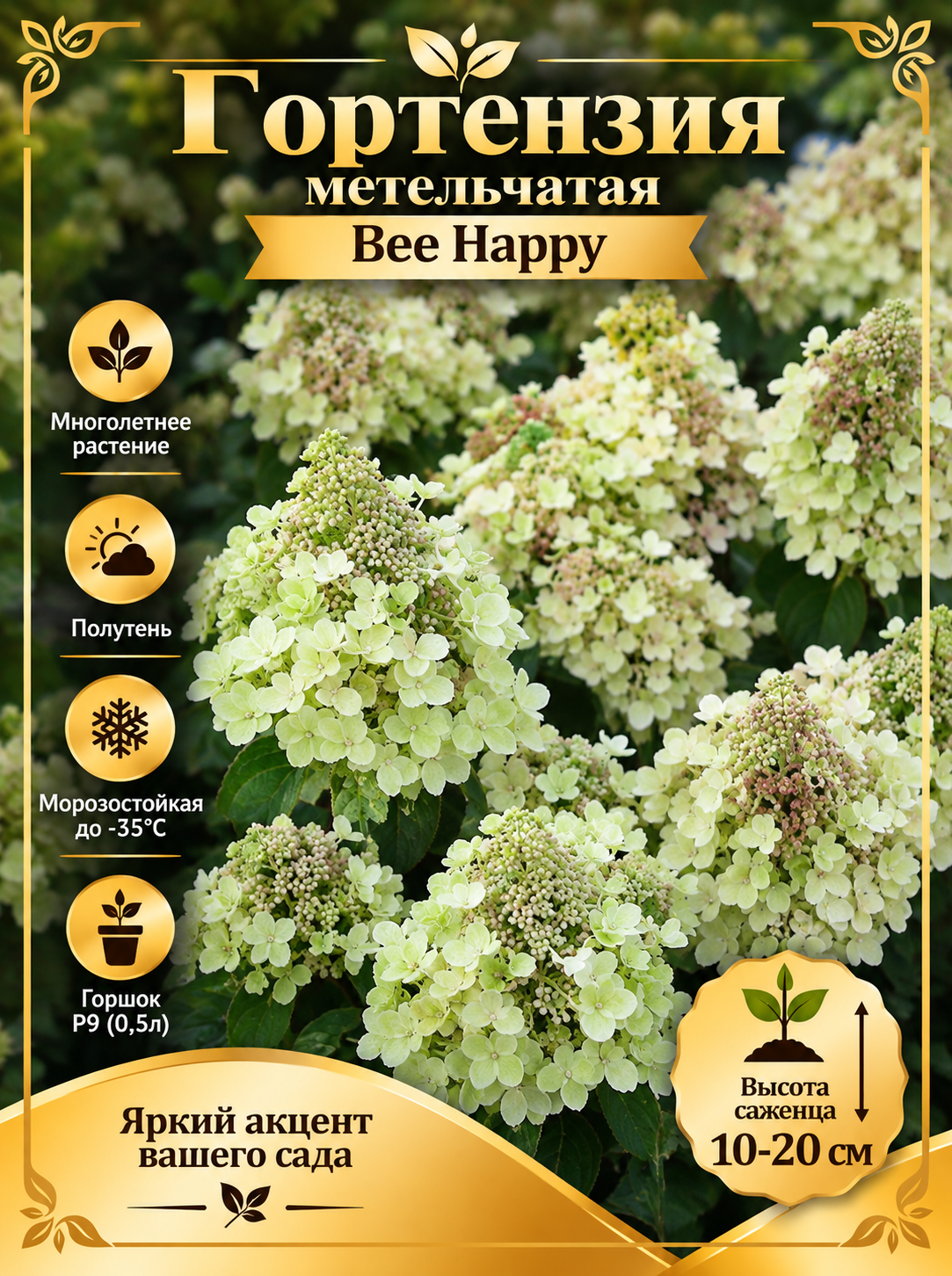 Гортензия метельчатая Bee Happy (Би Хэппи)