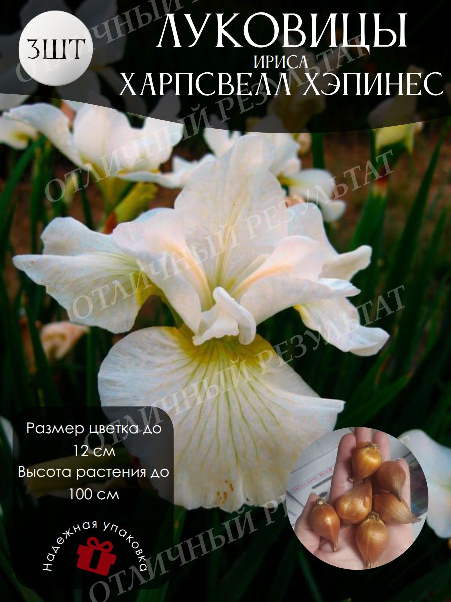 Луковицы Ириса Харпсвелл Хэпинес
