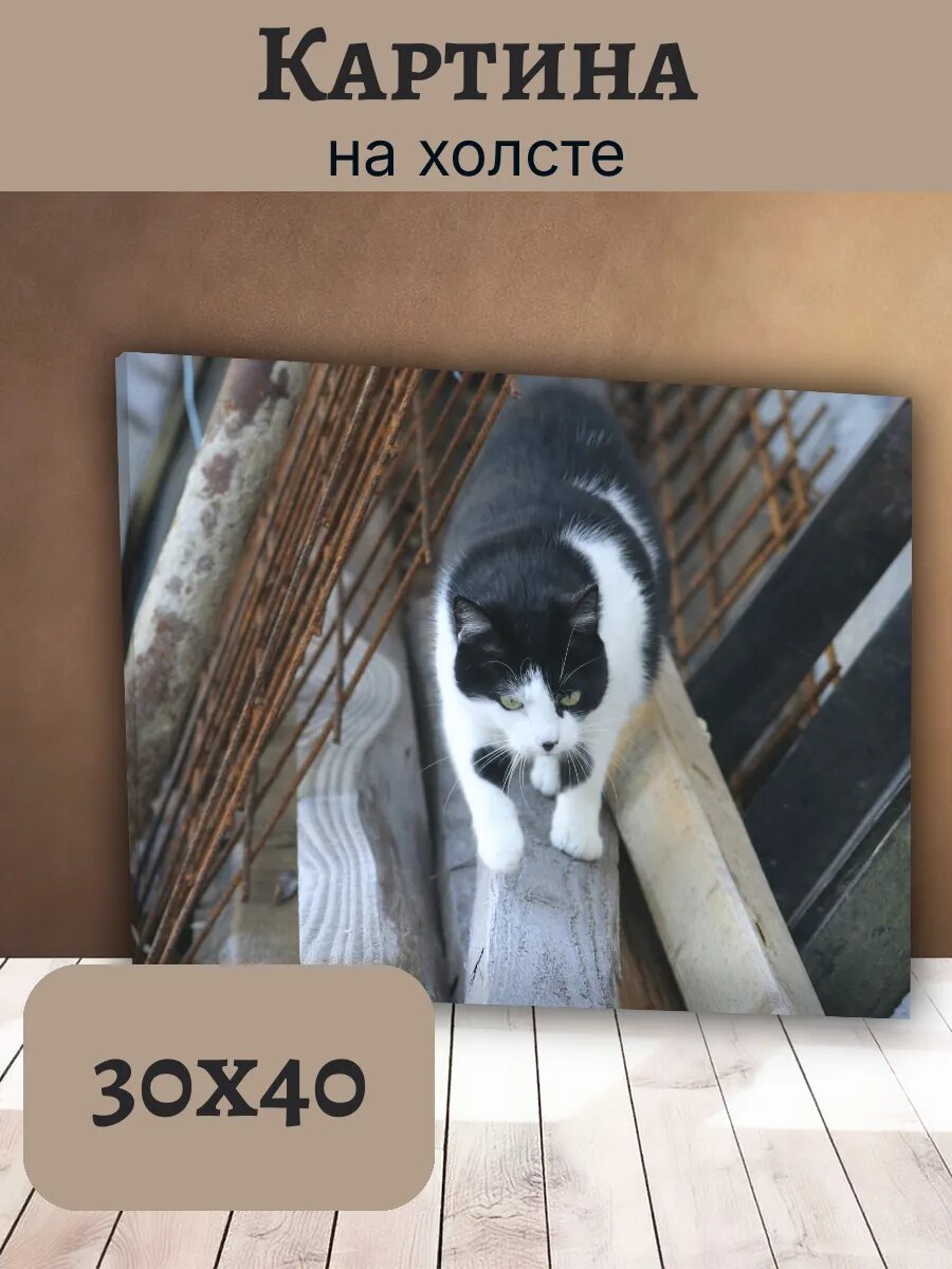 Картина Кот Кошка Cat 30x40 черно-белый