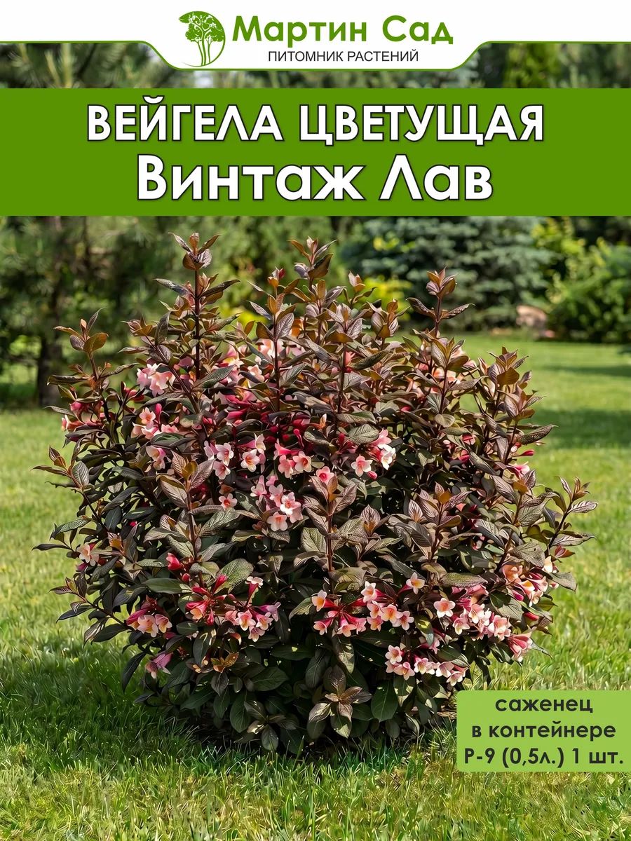 Вейгела цветущая Винтаж Лав Р-9