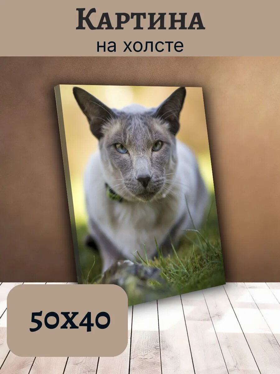 Картина Постер Кот Кошка Cat 40x50 сиамская порода
