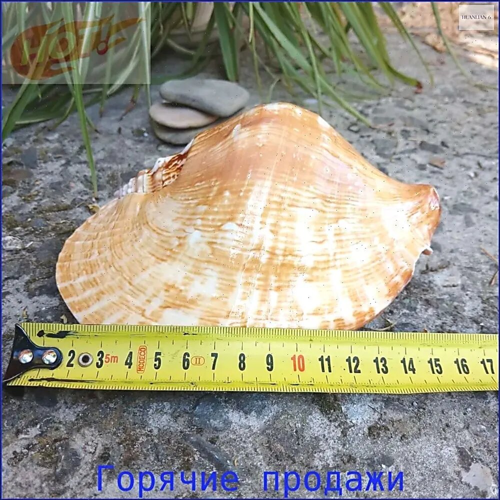 Ракушка морская, натуральная Стромбус Латиссимус 15-16см/декорация для аквариума.