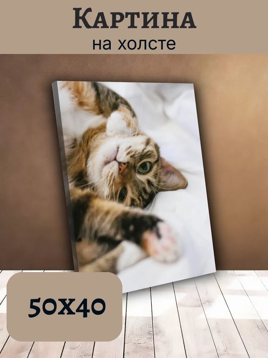 Картина Постер Кот Кошка Cat 40x50 трехцветная рыжая