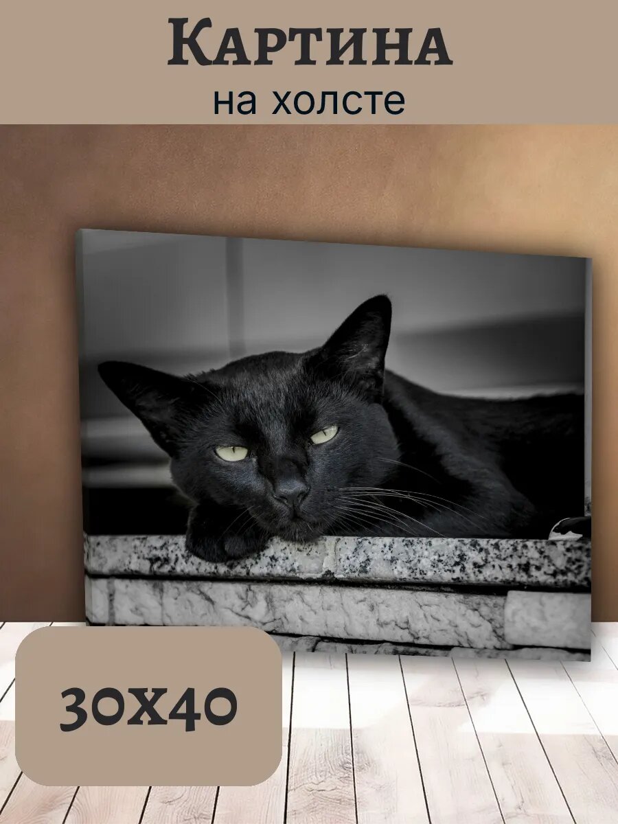 Картина Кот Кошка Cat 30x40 черный кот на каменном карнизе