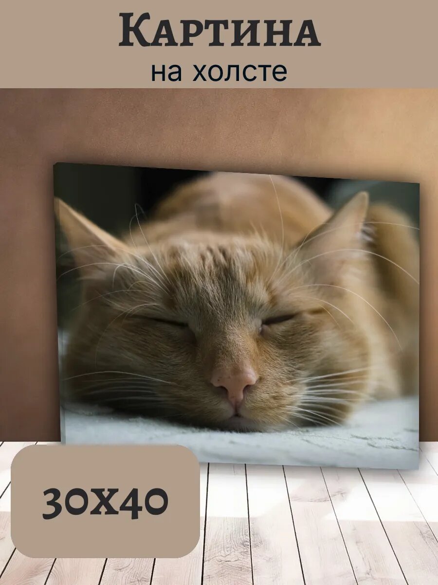 Картина Постер Кот Кошка Cat 30x40 рыжий спящий
