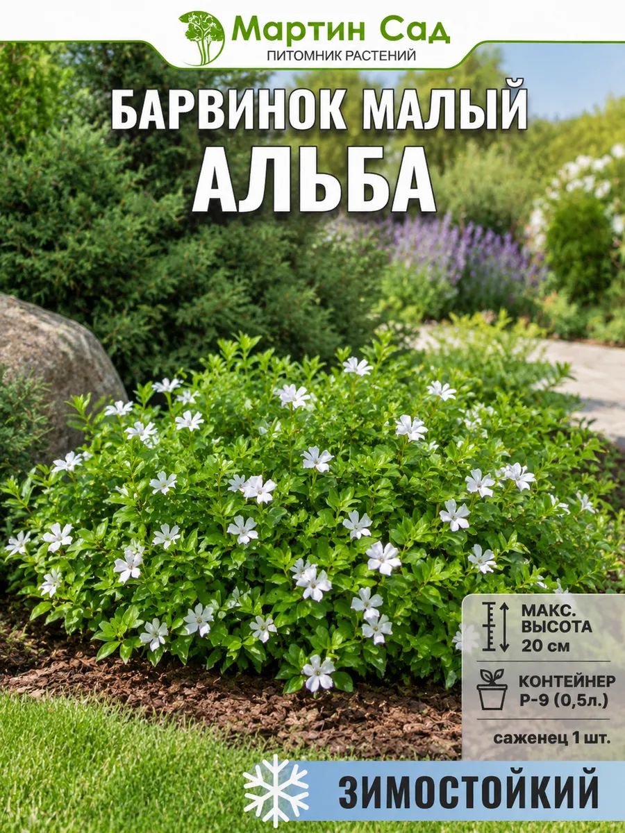 Барвинок малый Альба Р-9