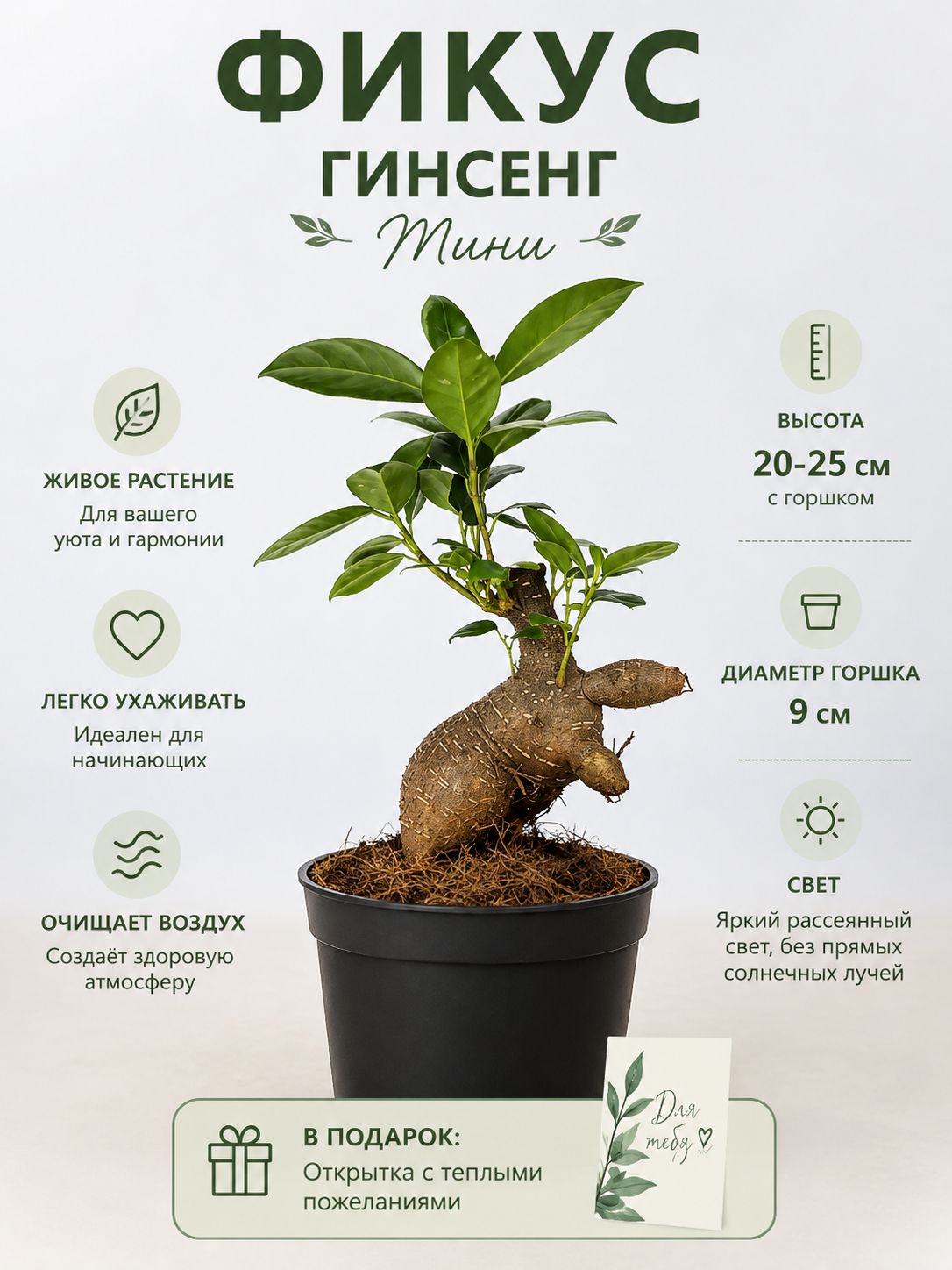 Фикус Гинсенг Мини (Бонсай живой), D-9 и открытка