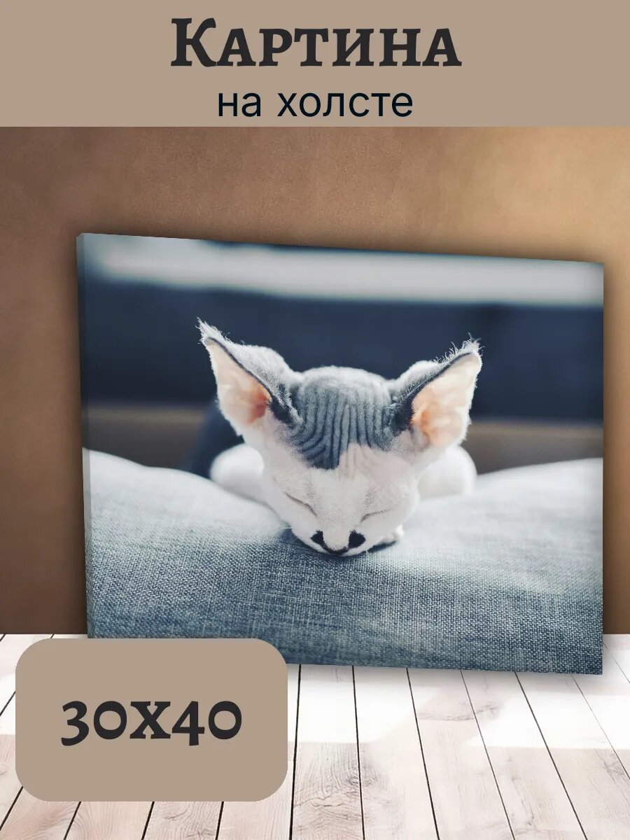 Картина Кот Кошка Cat 30x40 спящий сфинкс на синем