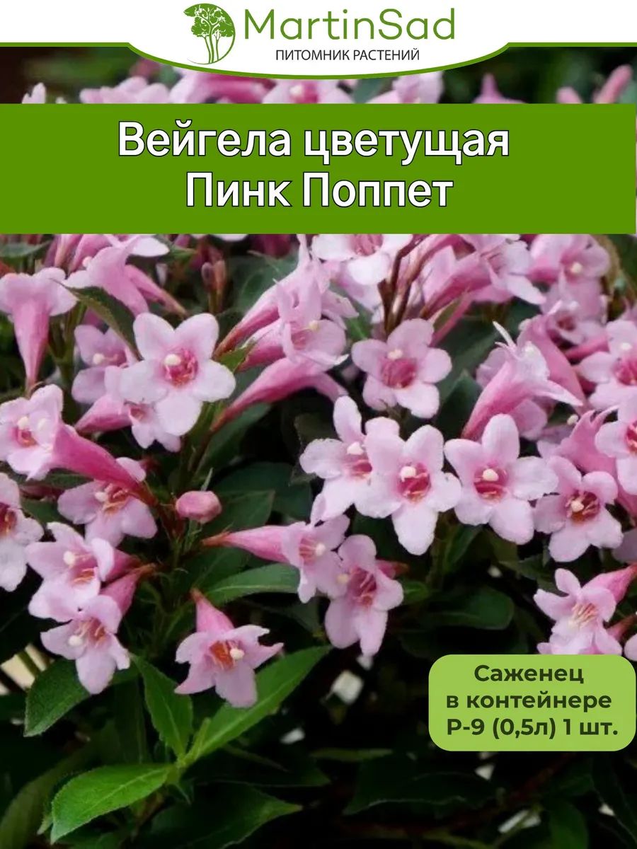 Вейгела цветущая Пинк Поппет Р-9