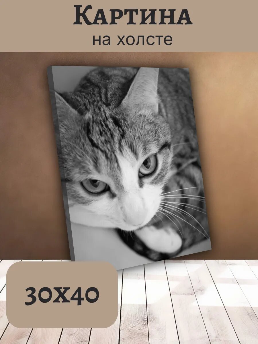 Картина Постер Кот Кошка Cat 30x40 полосатый Табби
