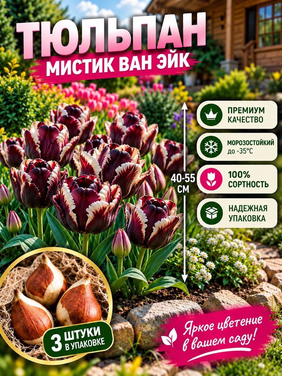 Луковицы тюльпана "Мистик Ван Эйк" 3шт.