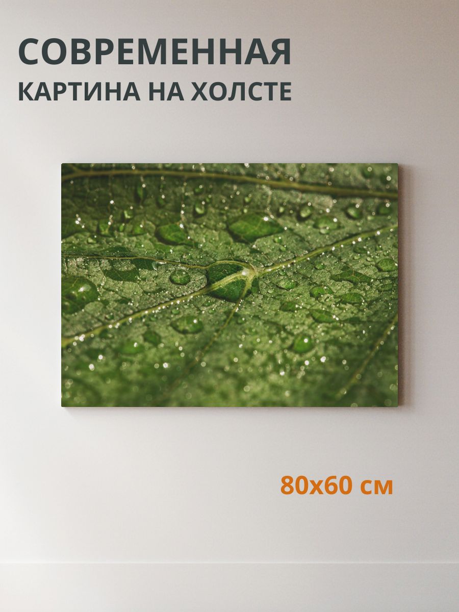 Картина на холсте Росистый лист / зелень 80x60 см