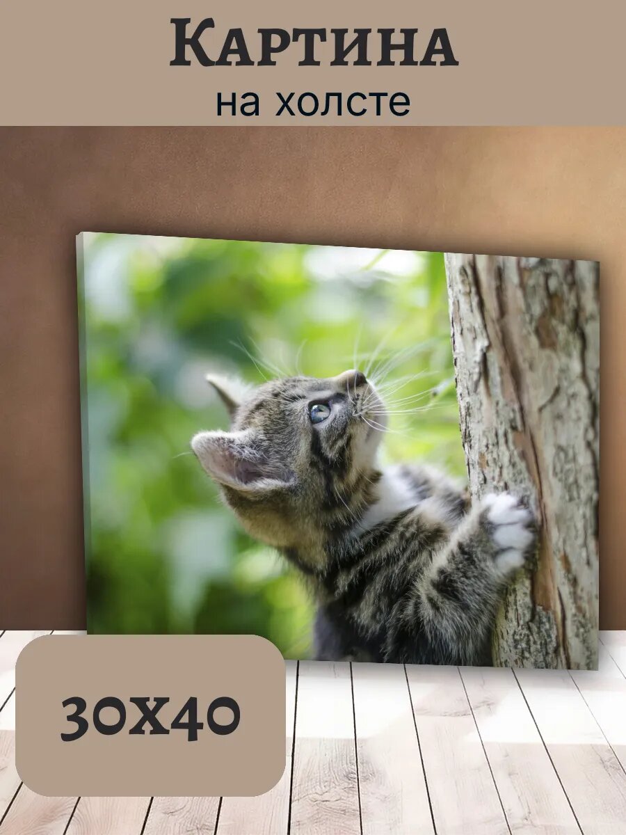 Картина Кот Кошка Cat 30x40 полосатый котенок на дереве