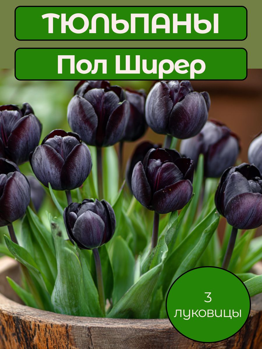 Луковицы тюльпана Пол Ширер 3 шт