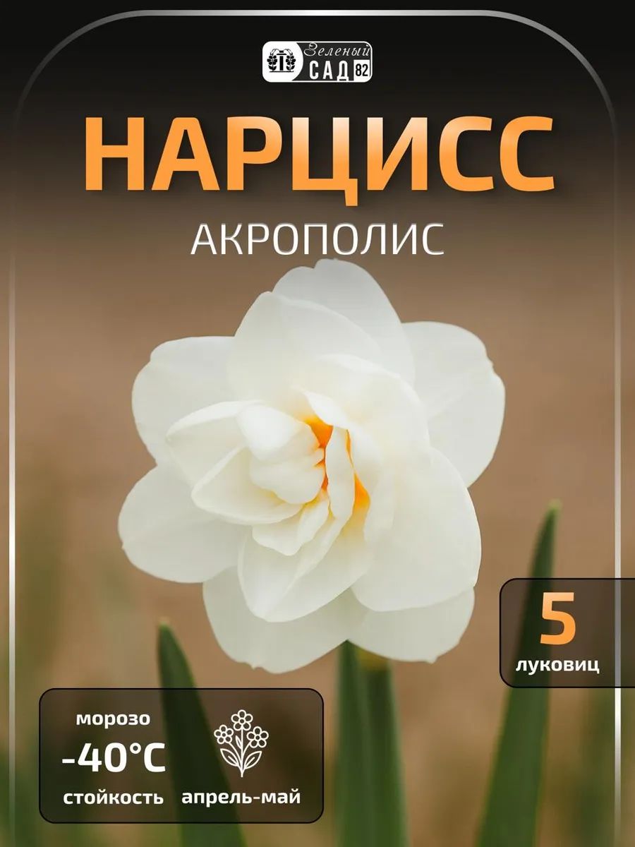 Луковицы нарциссов Акрополис 5 шт.
