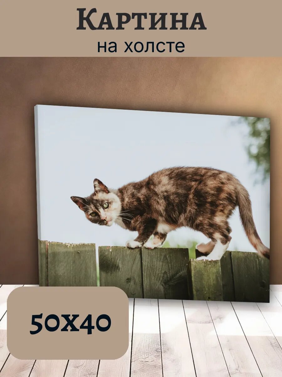 Картина Постер Кот Кошка Cat 40x50 трехцветная Черепаховая