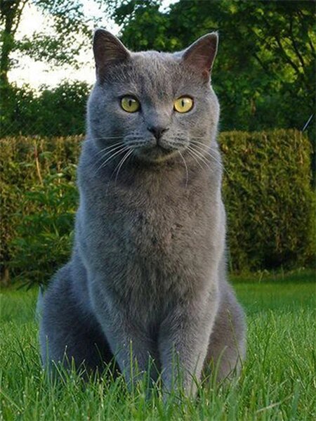 Алмазная картина "Голубая кошка" Huacan 2512