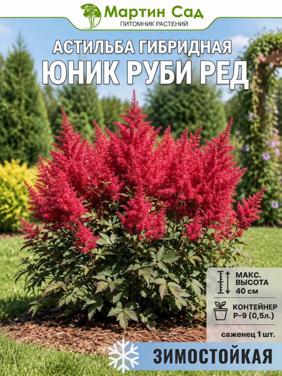Астильба гибридная Юник Руби Ред Р-9