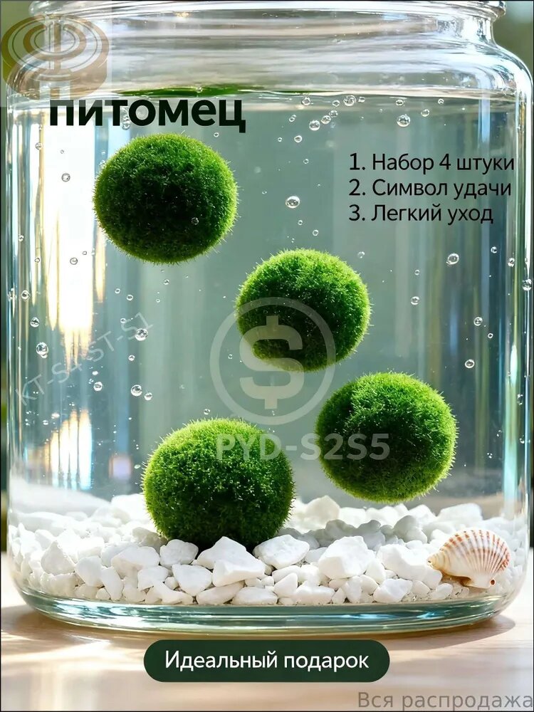 Маримо мох 4 шт, живые водоросли для аквариума и декора, японские шарики Marimo, эко-подарок