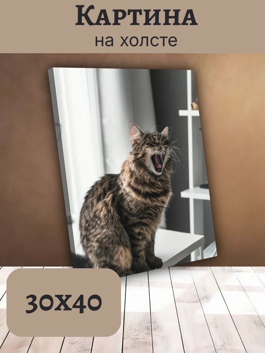 Картина Постер Кот Кошка Cat 30x40 пушистый Табби Зевающий