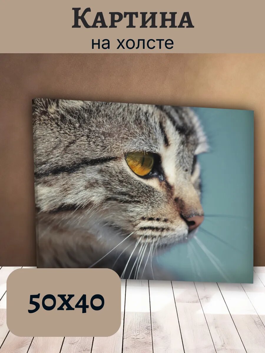 Картина Постер Кот Кошка Cat 40x50 серый Табби