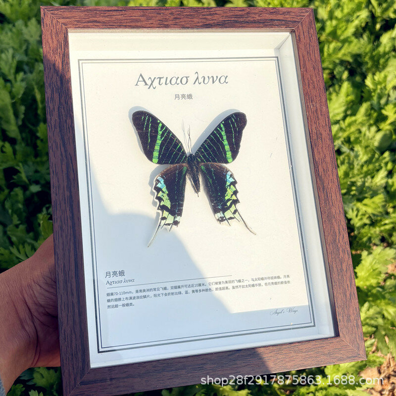 Экспонат бабочки Морфо Луна в стеклянной рамке с описанием Домашний декор Подарок