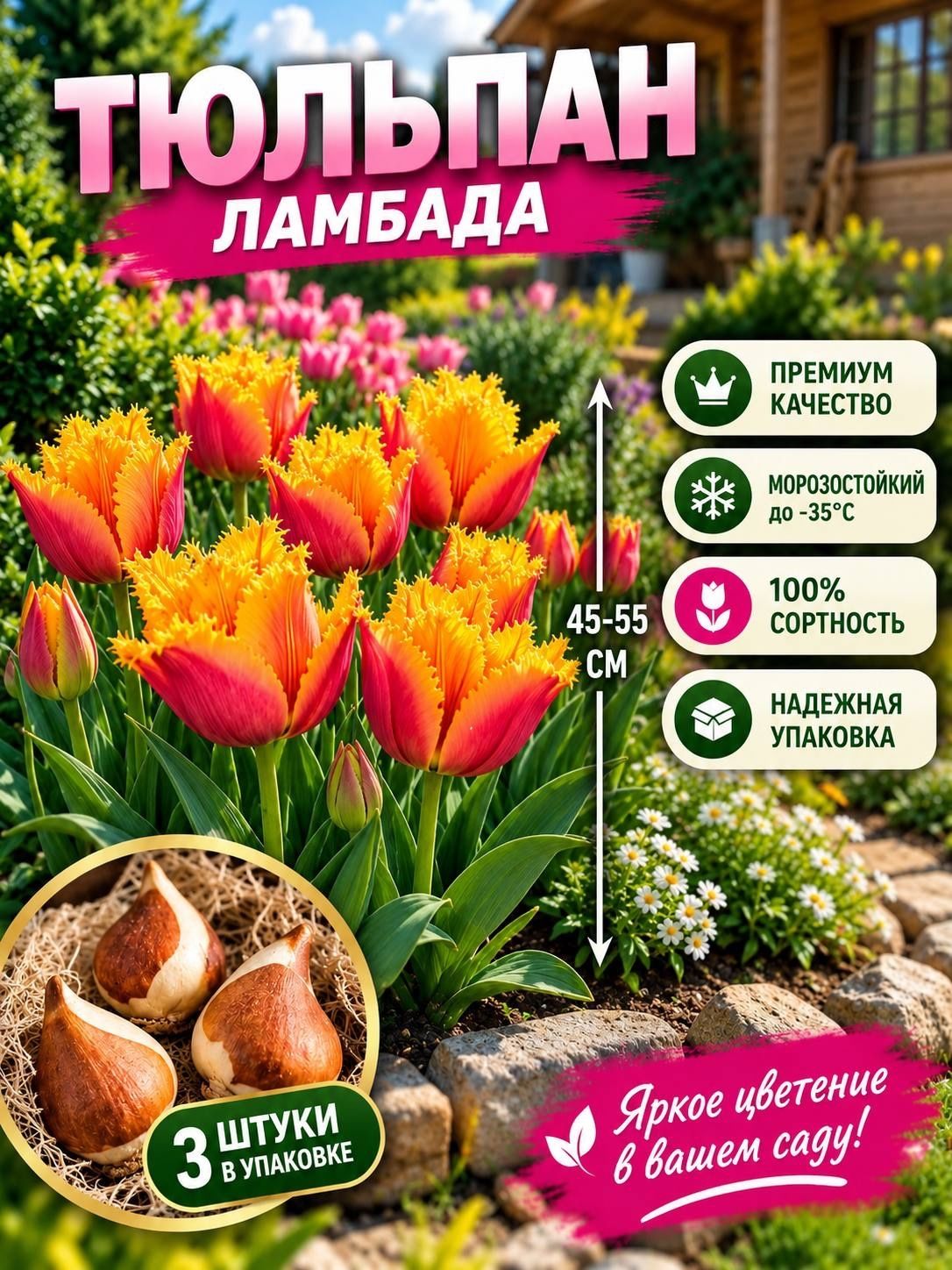 Луковицы тюльпана "Ламбада"3шт.