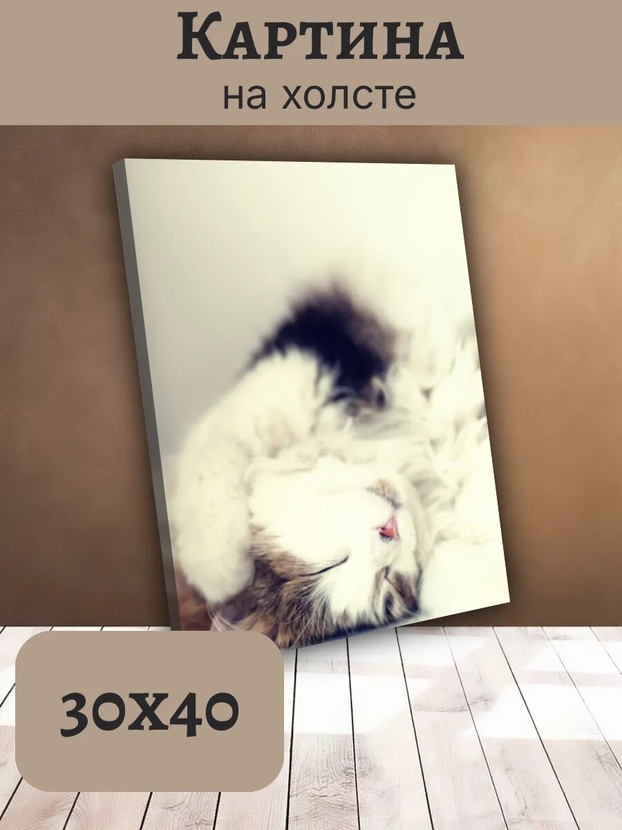 Картина Постер Кот Кошка Cat 30x40 спящий Пушистый Котенок