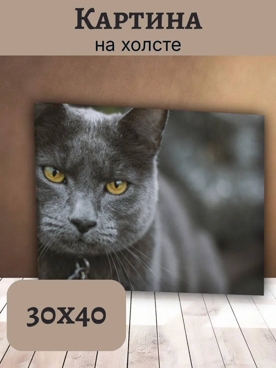Картина Кот Кошка Cat 30x40 серого кота с желтыми глазами
