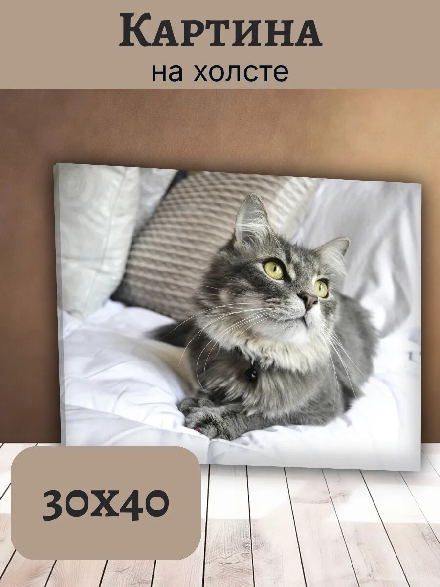 Картина Кот Кошка Cat 30x40 пушистый серый кот с желтыми